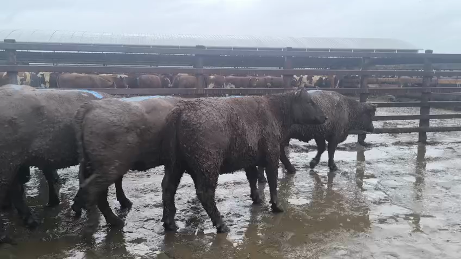 Lote 20 Vaquilla Gorda en Los Ángeles, VIII Región Biobío