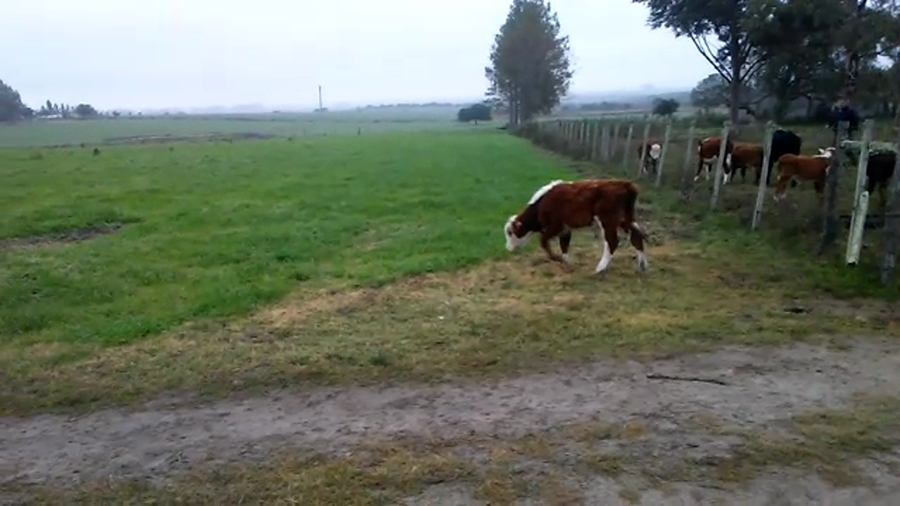 Lote 20 terneras (12 hembras - 8 machos)