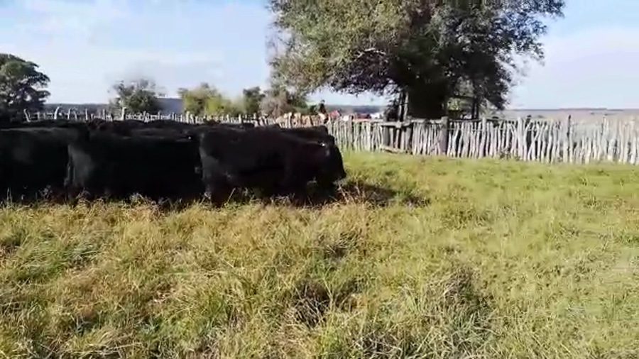 Lote 40 Terneros en Concordia, Entre Ríos