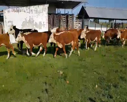 Lote 40 Novillitos en Esquina, Corrientes