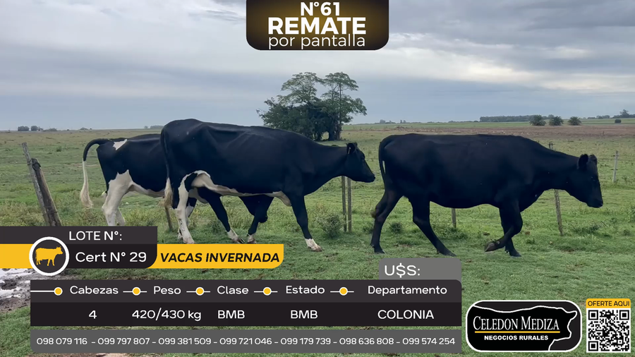 Lote 4 Vaca en Colonia Cosmopolita, Colonia