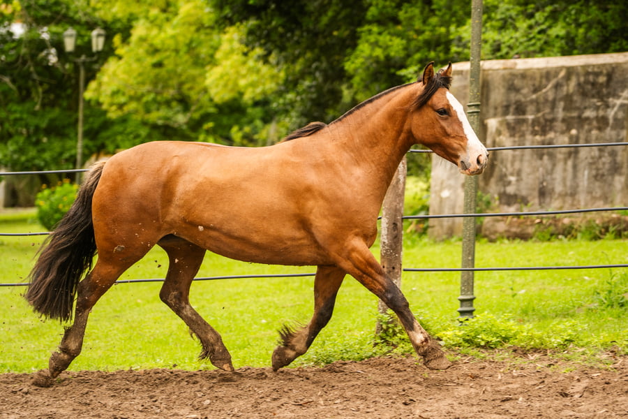 Lote CHARQUE HILACHA