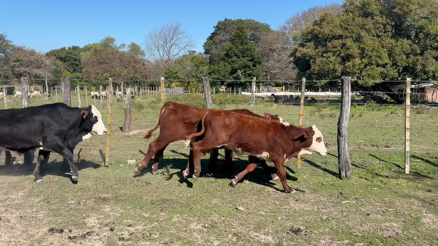 Lote 44 Terneros en Corrientes, San Cosme