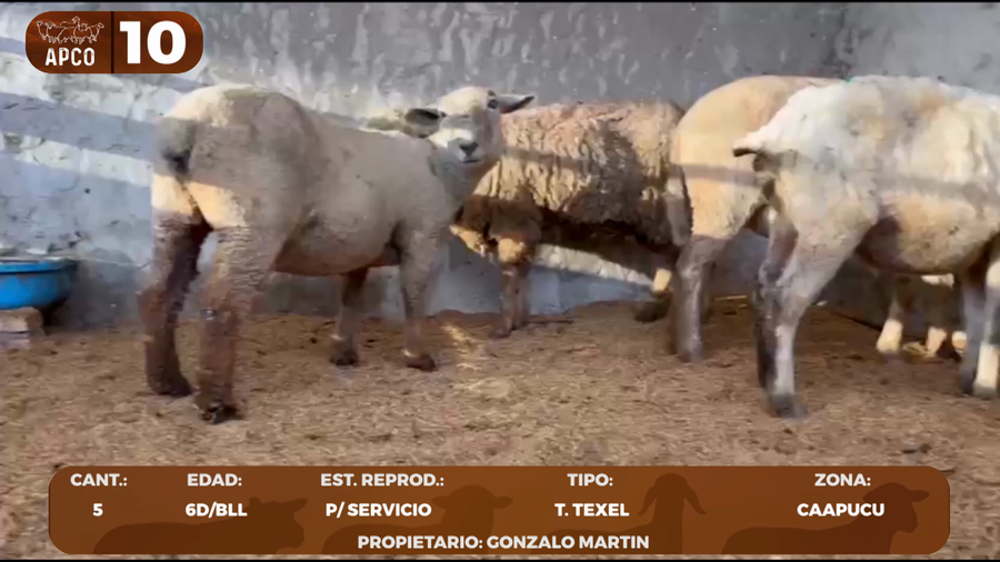 Lote LOTE 10 -POR PANTALLA