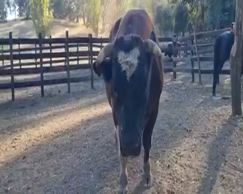 Lote 1 Toro en Quillón, XVI Región Ñuble