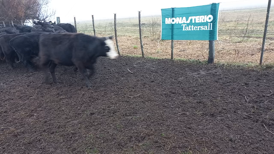 Lote 60 Terneros/as Gral. Lamadrid