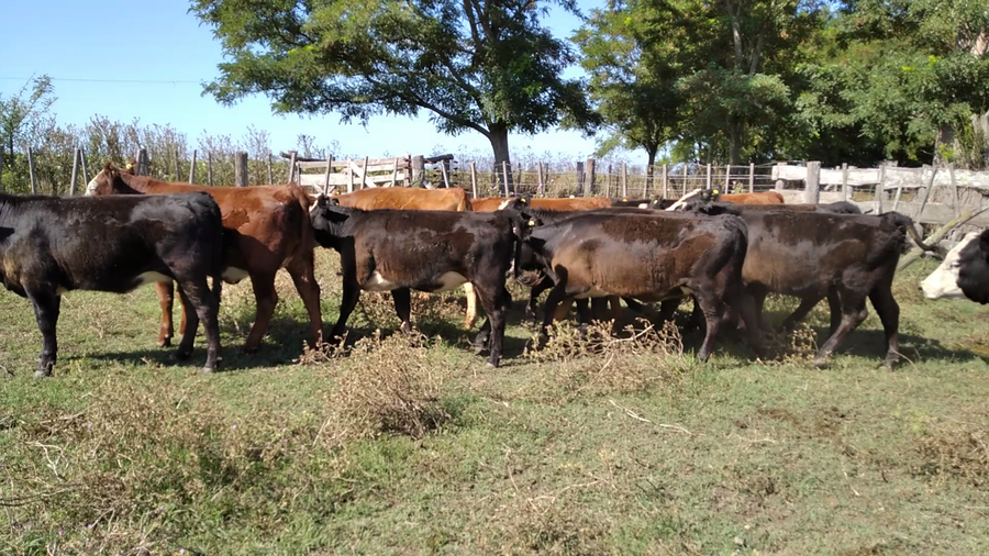 Lote 14 Vaquillonas en Rauch, Buenos Aires
