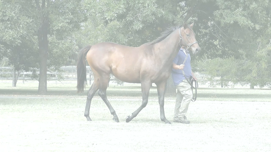 Lote TINA’S RIDE (RERIDE -  MUY PULPOSA)