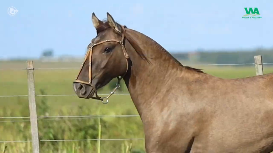 Lote LA ROSADA QUE BRUJA