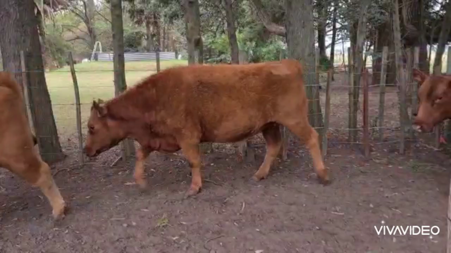 Lote 12 Vaquillonas PC C/ gtia de preñez en Magdalena, Buenos Aires