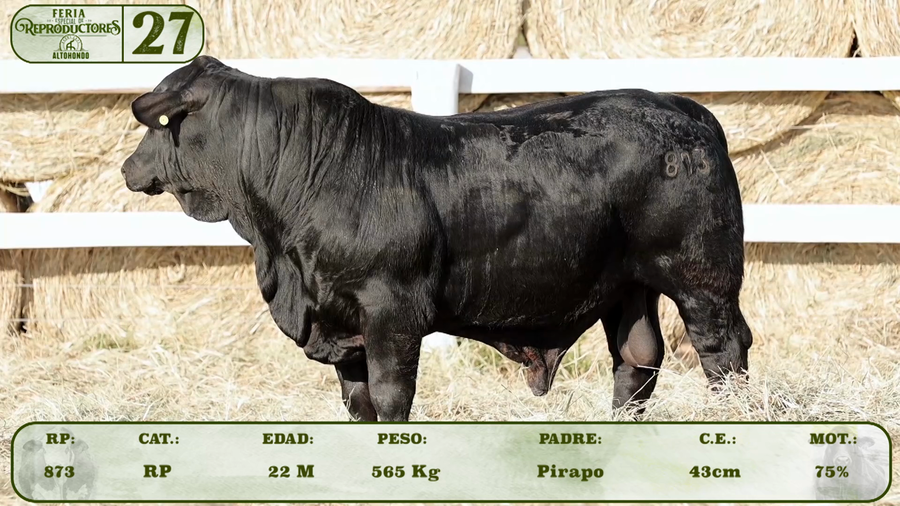 Lote LOTE 27