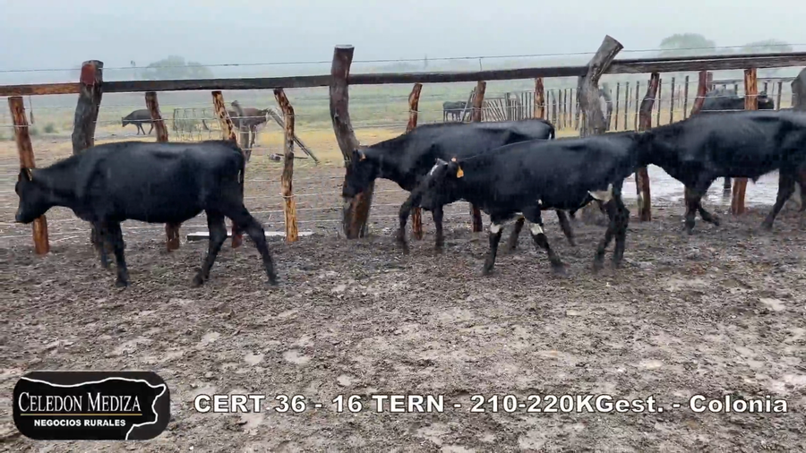Lote 16 Terneros en Colonia