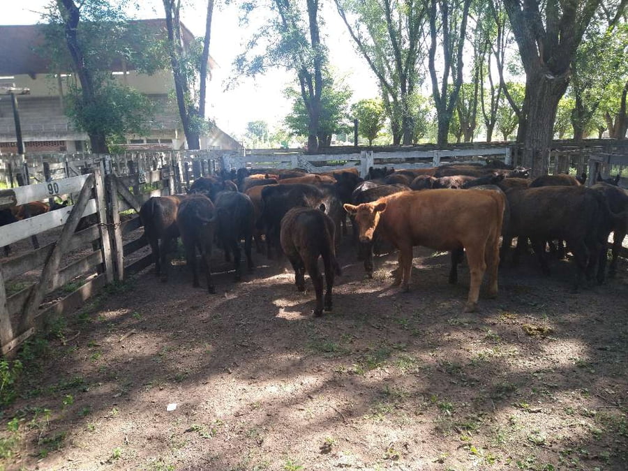 Lote 37 Vaquillonas en Gral. Lamadrid, Buenos Aires
