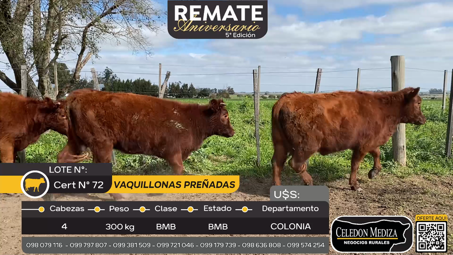 Lote 4 Vaquillonas preñadas a 16 km de  Ombúes Lavalle, Colonia