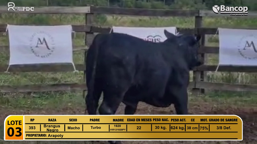 Lote Toros Brangus Negro a remate en Viernes 30 de mayo- Remates PDC, Paraguarí