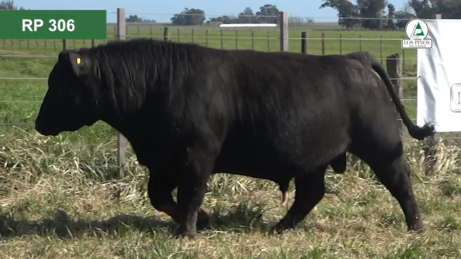 Lote 3 Toros ANGUS a remate en 40º Remate Anual - Cabaña Los Pinos en Balcarce