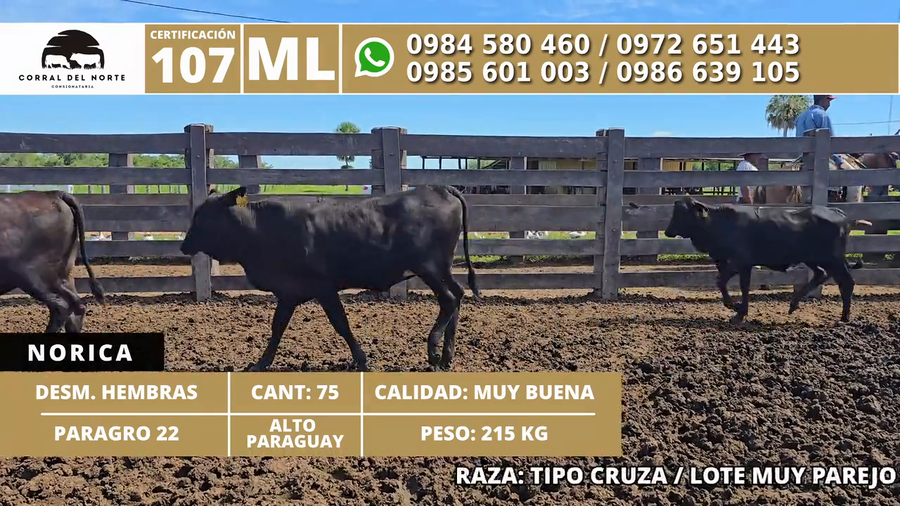 Lote 75 Desmamantes hembras a remate en 1ra Feria Especial Monte del Chaco 215kg -  en Carmelo Peralta los de Norica  Puerto Sastre los de Ygua Pora