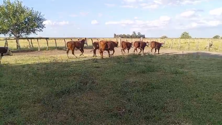 Lote 75 Novillitos