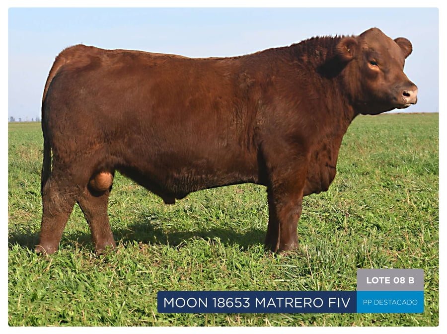 Lote RP 18657 Y 18653 - Toro PP