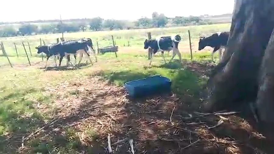 Lote 8 Terneros Holando a remate en Pantalla Camy en Colonia Fernandez Crespo