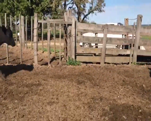 Lote (Vendido)14 Terneros Cruza a remate en 1º Remate Virtual 296kg -  en Capurro
