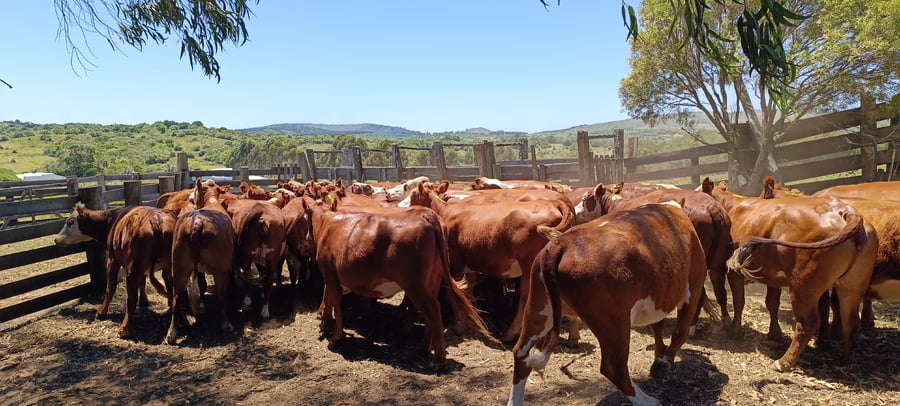 Lote Vaquillonas mas de 2