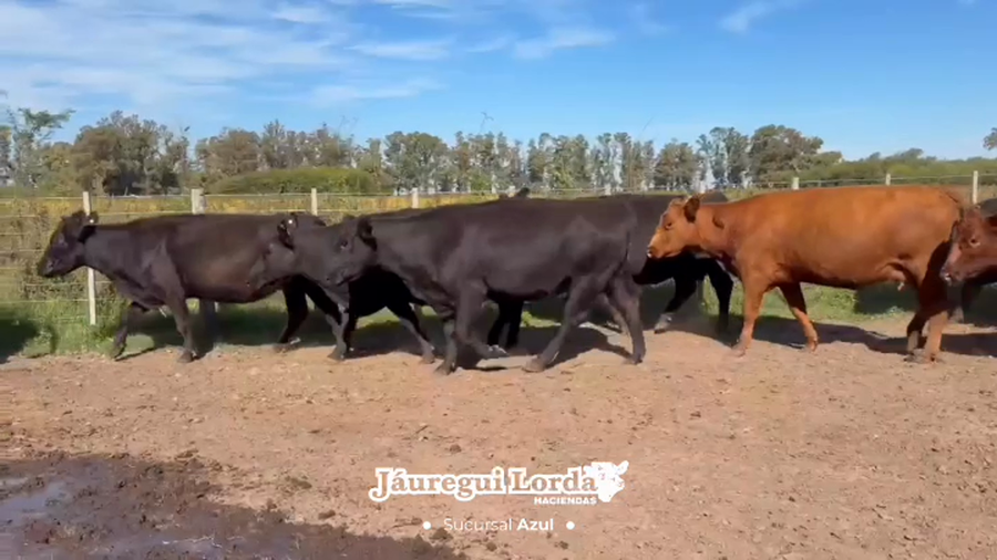 Lote 25 Vacas p/ invernar