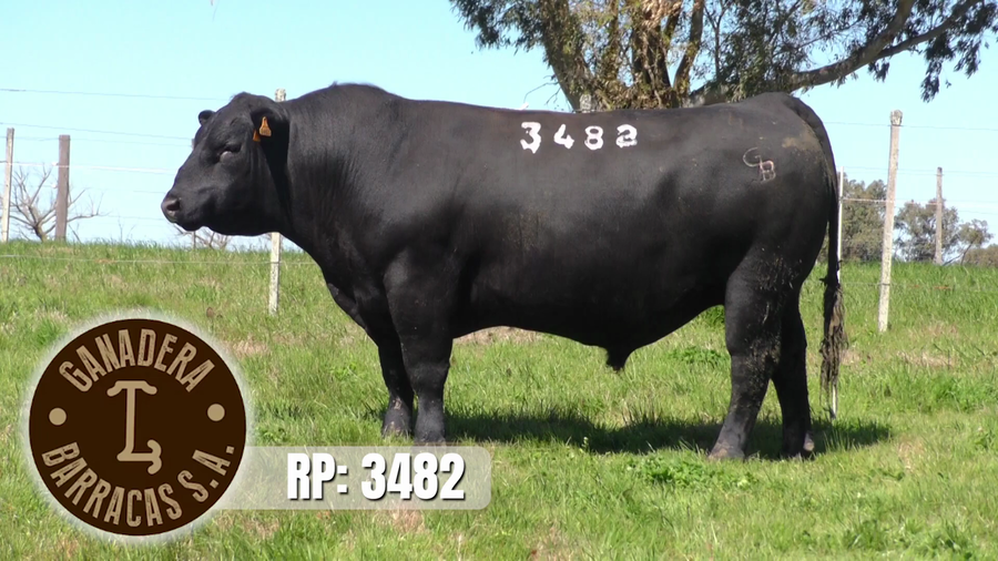 Lote Toros a remate en Ganadera Barracas S.A en Caraguata