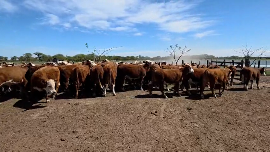 Lote 92 Terneros en Corrientes, Goya