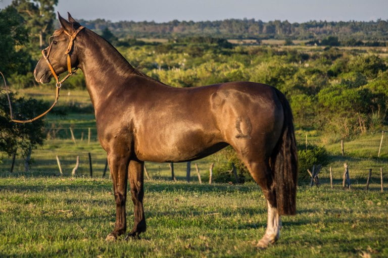 Lote CONSTANCIA PELUSA 1628