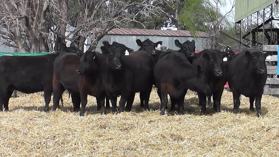 Lote VAQUILLONAS PURAS CONTROLADAS CON GARANTÍA DE PREÑEZ