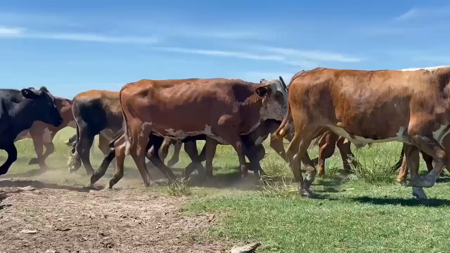 Lote 160 Novillitos en Corrientes, Chavarría