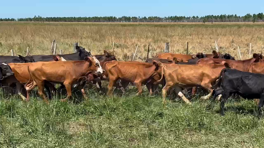 Lote 65 Terneros/as en Ituzaingó, Corrientes
