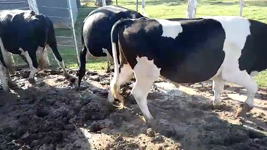 Lote 8 Novillo Holando en Santa Fe, Sunchales