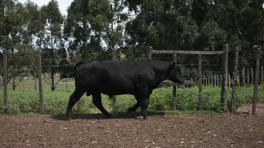 Lote "El Coronilla", RP 4913