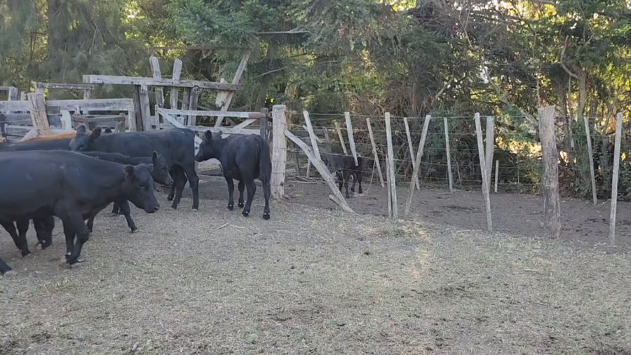 Lote 59 Terneros/as en Vieytes, Buenos Aires