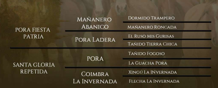 Lote Santa Gloria Topadora