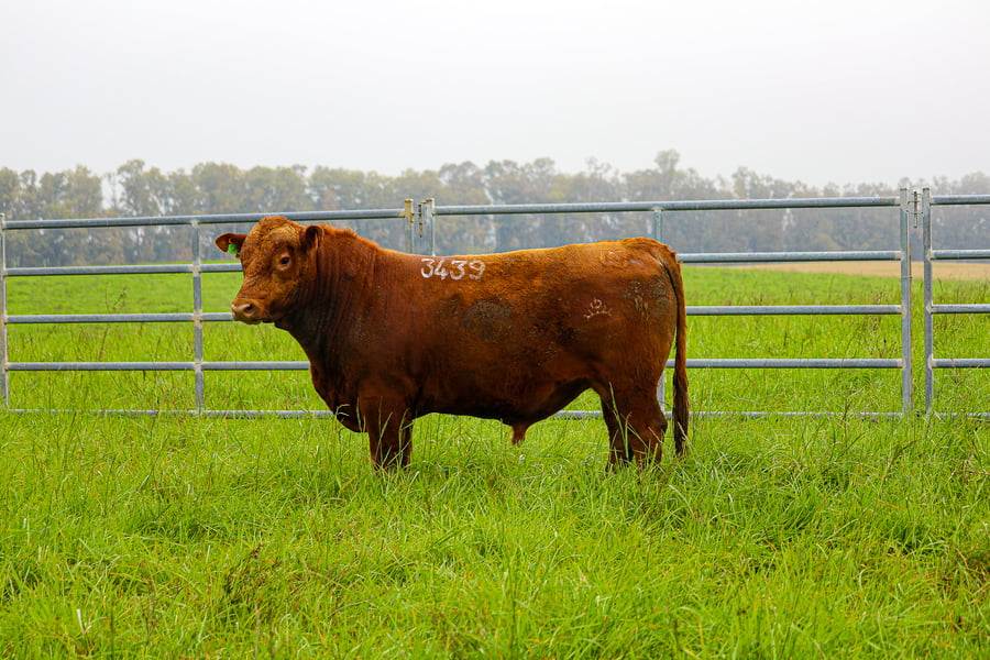 Lote ABERDEEN ANGUS SA -  Angus COLORADOS