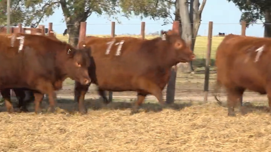 Lote Vaquillas Preñadas Tres Molinos