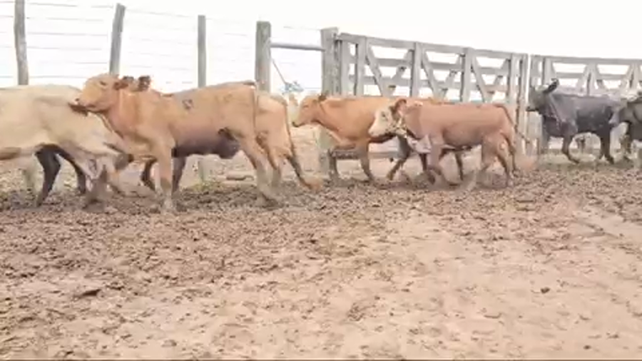 Lote 120 Terneras en Bandera, Santiago del Estero