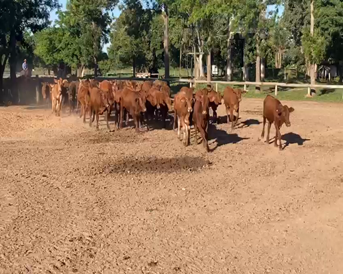 Lote 200 Terneros en Gral. San Martín, Chaco