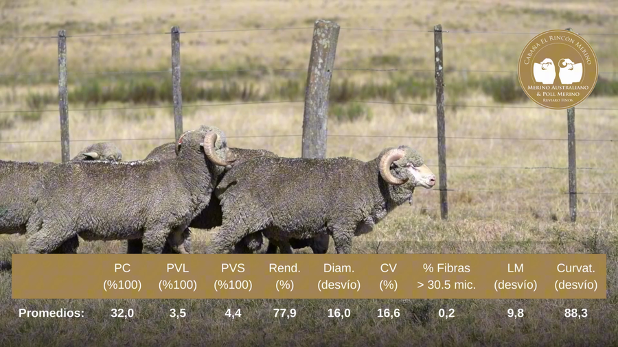 Lote Carneros de campo