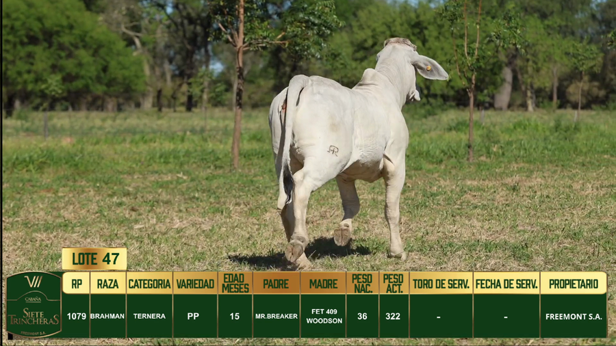 Lote LOTE 47