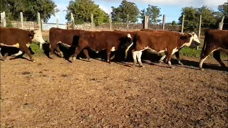 Lote 45 Novillos
