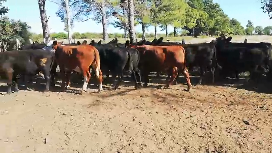 Lote 47 Novillitos en Federal, Entre Ríos