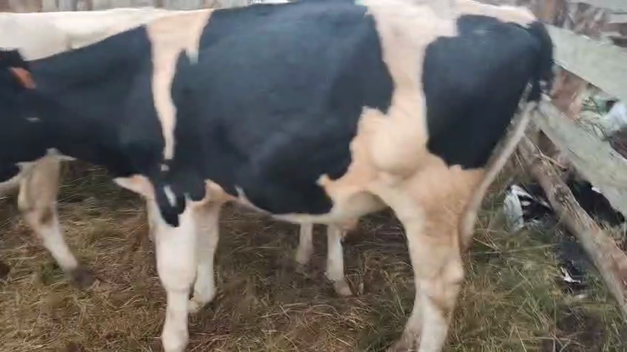 Lote 6 Terneros a remate en Pantalla Camy, San José