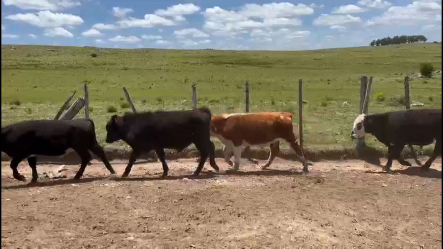 Lote 57 Terneros y terneras en Treinta y Tres