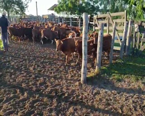 Lote 150 Terneros/as en Empedrado, Corrientes