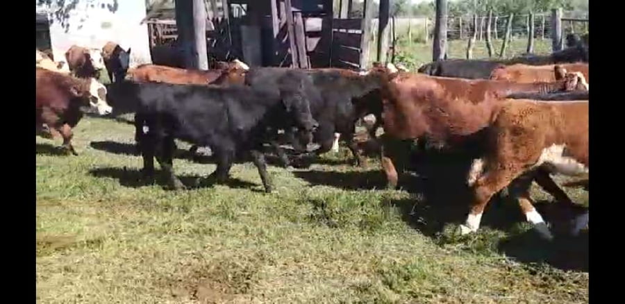 Lote 120 Terneros/as en Villaguay, Entre Ríos