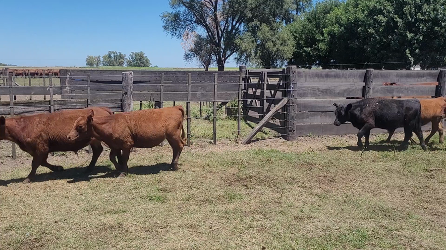 Lote 36 Terneros/as en Saladillo